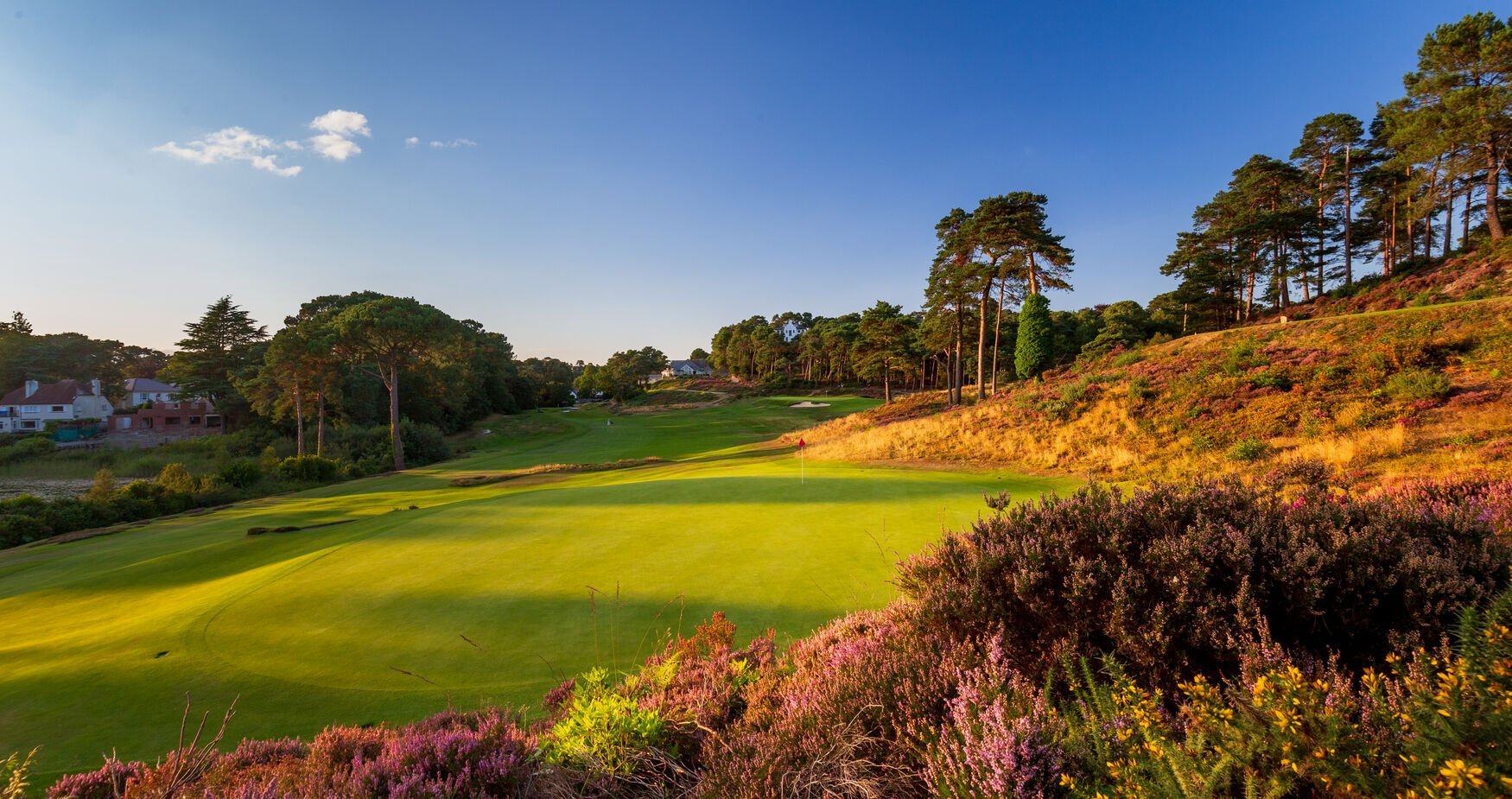 Scenic golf course with lush green fairway, purple heather, tall pine trees, and blue sky with white clouds